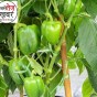 Himachal: ढली सब्जी मंडी में 75 रुपए प्रति किलो बिकी शिमला मिर्च, किसानों के खिले चेहरे&nbsp;….