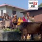 गौ पालन से ही सशक्त होगी भारतीय कृषि : भारतीय किसान संघ ने गोवर्धन पूजा पर की गौ&nbsp;सेवा